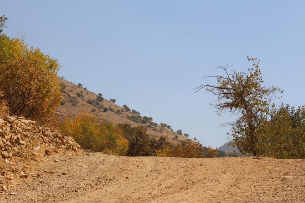 SYI-Zohreh-Mostafavi-3