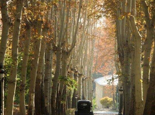 syi-blog-Duygu-Başoğlu-1