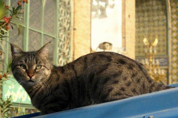 syi-blog-Duygu-Başoğlu-2