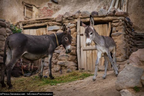 syi-blog-Priska-Seisenbacher-4