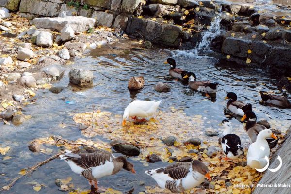 syi-blog-Rose-Yaacob-8