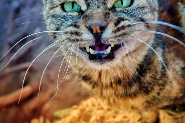 syi-blog-iran-george-palov-8